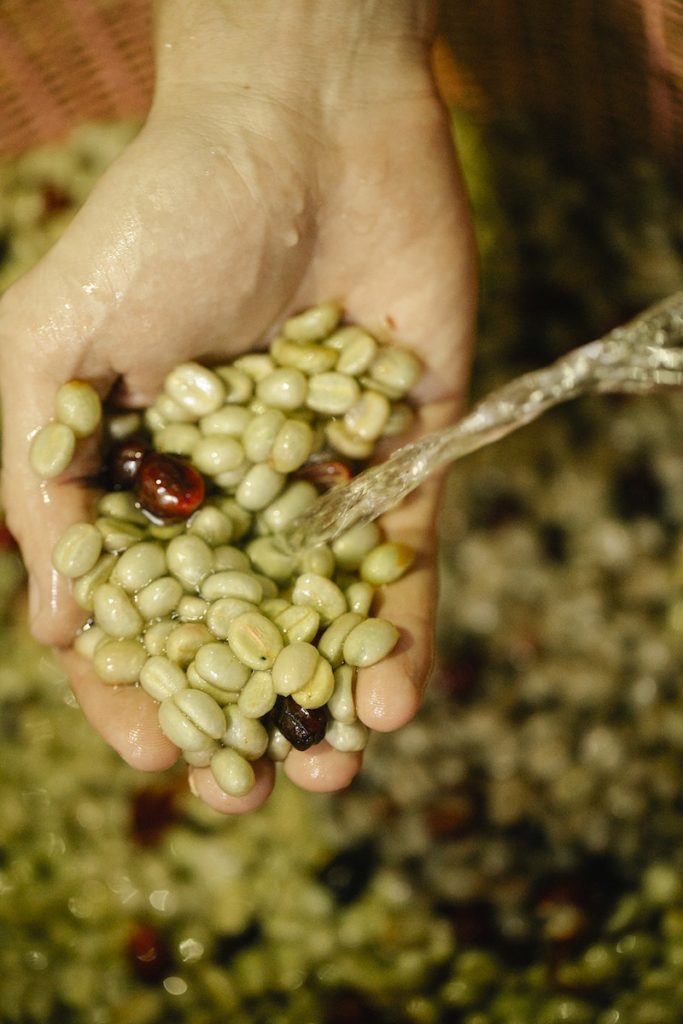 From above of crop unrecognizable horticulturist washing pile of green and brown coffee fruits with pure aqua flow